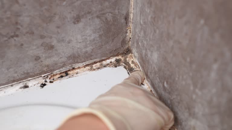 Best Mold-Related Health Consultation  in Woodsfield, OH